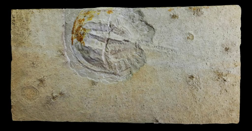 150 million-year-old horseshoe crab (Mesolimulus walchi) from Solnhofen, Germany.( also from JWPMNH collection)