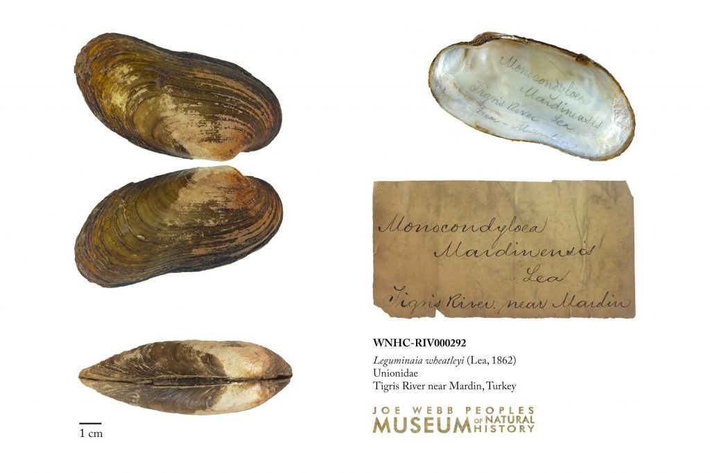 Type (syntype) specimen of nominal species Monocondyloea mardinensis Lea 1862 from the Tigris River, near Mardin, Turkey. This specimen is now known as Leguminaia wheatleyi (Lea, 1862), named in honor of the collector from whom we received this specimen. WNHC-RIV-000292
