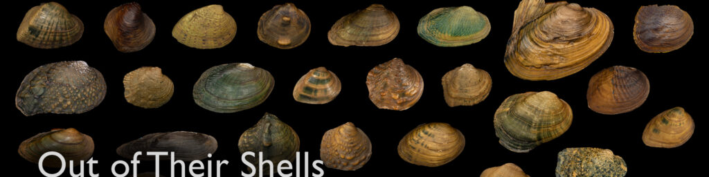 Out of their Shells