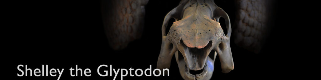 Shelley the Glyptodon