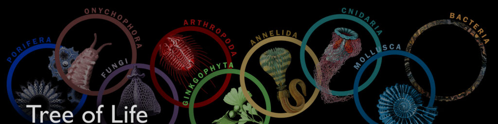 Tree of Life Exhibit (2019-2021)