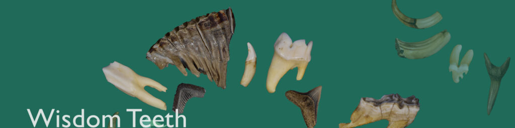 Wisdom Teeth Exhibit (Summer - Fall 2021)